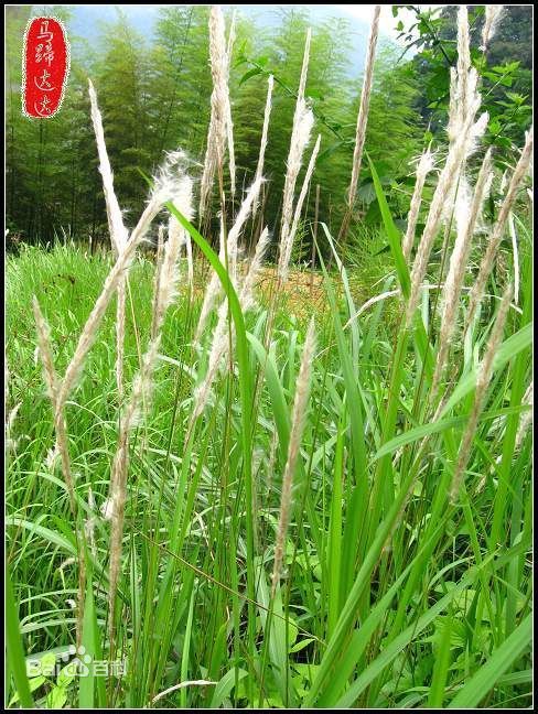 白茅草会侵占土地和森林,毁坏农作物,破坏本土植物,颠覆生态系统.