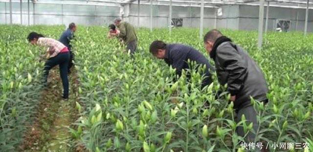 大叔今年不种大蒜种它,亩产上千斤,每斤10元