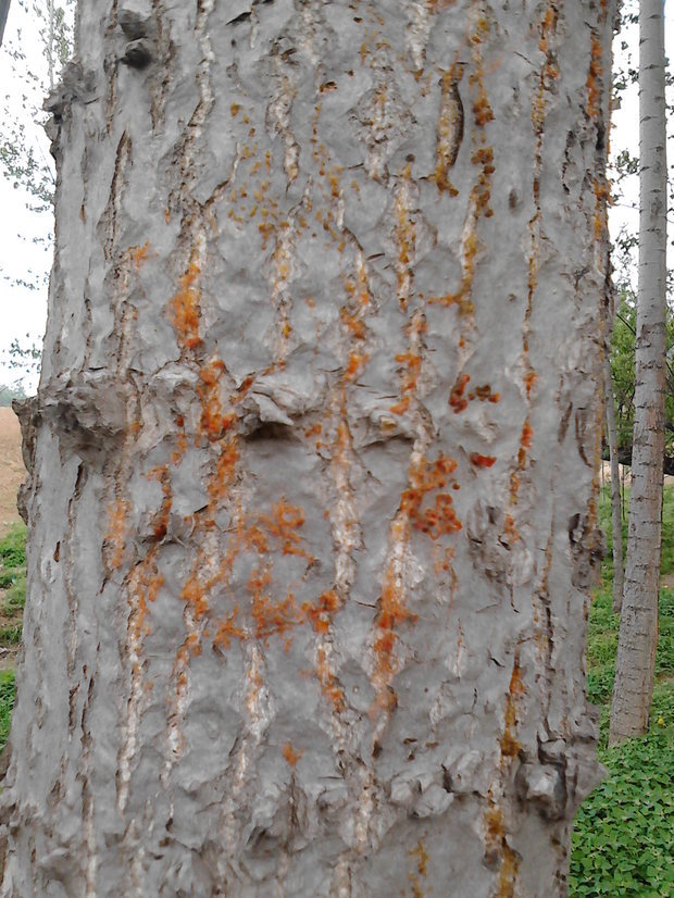 常见的杨树溃疡病有两种类型