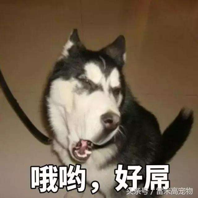 柴犬果然是整个汪星球唯一可以打败哈士奇的二货