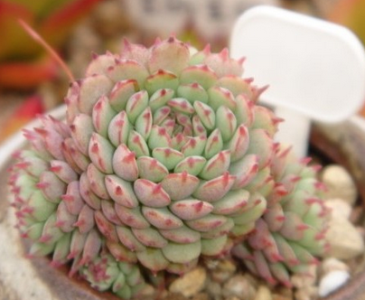 多肉植物小红衣与姫莲_360问答