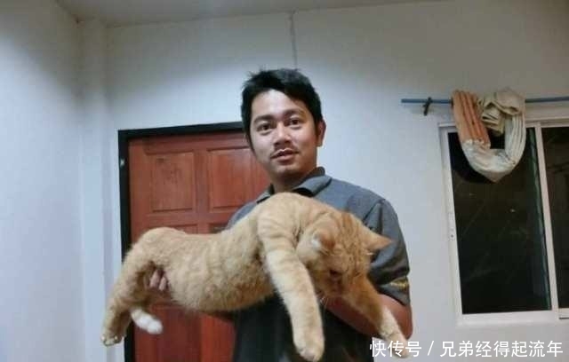 橘猫怎么吃都不胖,可主人一抱它起来,猫:完了,没