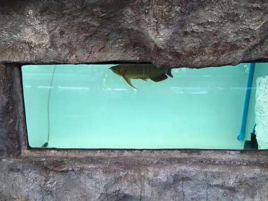 潞西市芒市宏安水族館