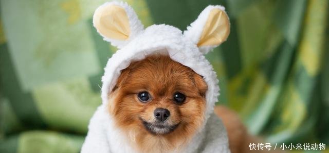 博美犬便便很臭怎么办 送你4个小妙招!