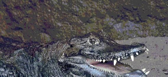 两条鳄鱼打架猜成语_鳄鱼卡通图片(2)