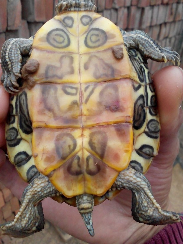 怎么分辨巴西龟公母?