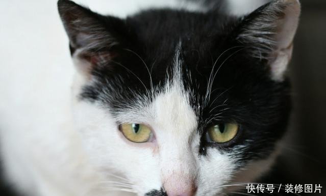 中华田园猫不是我吹,什么品种猫都根本就不是