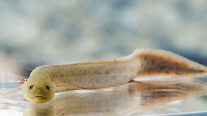 Exploring the Exotic World of <strong><mark>arowana</mark></strong> in Bougainville: A Comprehensive Guide to Location, Distribution, Business Hours, and Products