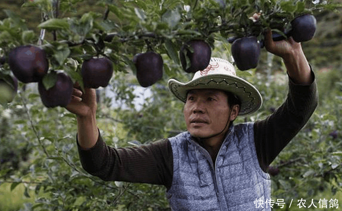 市场价比较贵的水果,却非常容易种植,中国有很