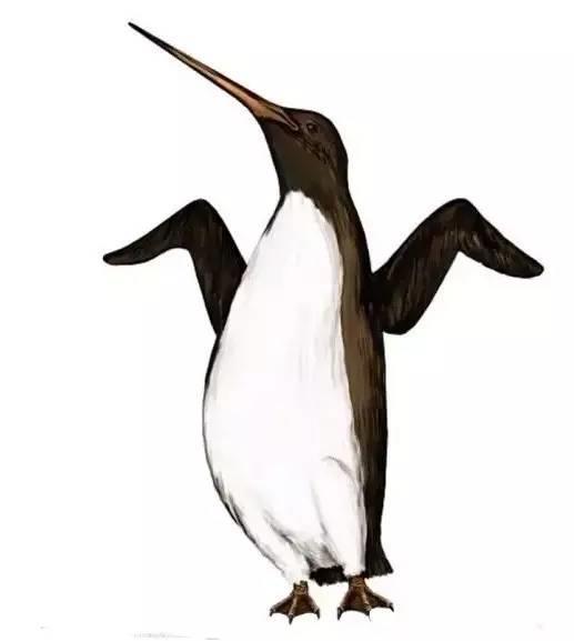 史前巨型企鹅揭秘:身高竟超过2米!