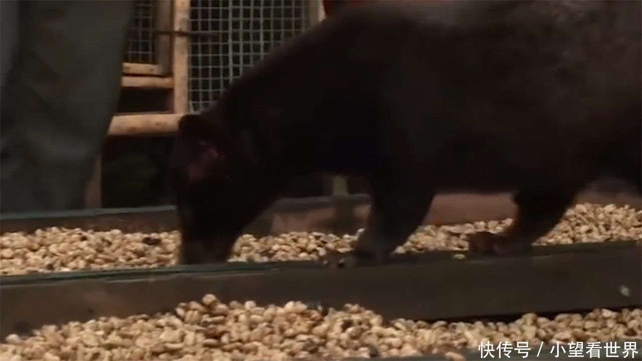 这种动物粪便一斤卖5000元,还很多人抢着买,土豪为何每天都要喝