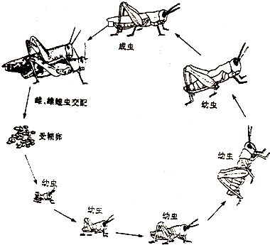 请用文字和箭头简单表示出来. (2)蝗虫的幼虫与成虫有什么相似的地方?