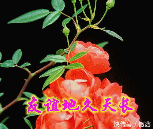 早安祝福动态图 早安问候祝福短信