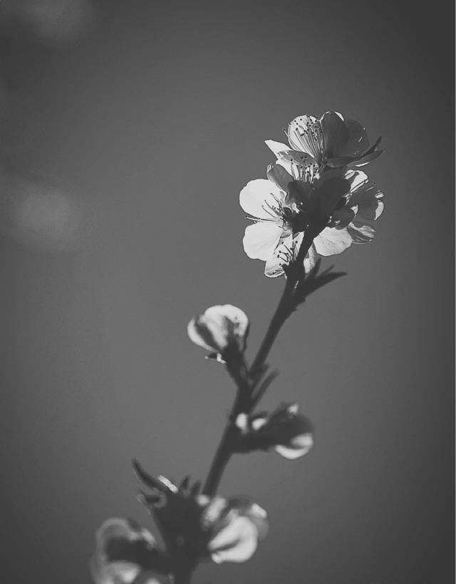 《活着》,中国版的《老人与海》