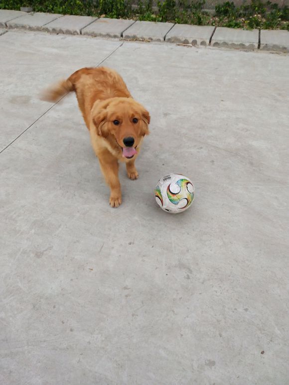 金毛你玩个球儿?还想学踢球,做好你狗狗职责就