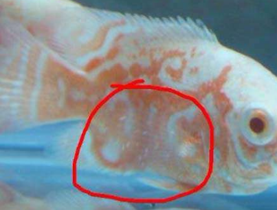 The Majestic <strong><mark>arowana</mark></strong> in Tarragona: An In-Depth Guide to the Exotic Fish Market
