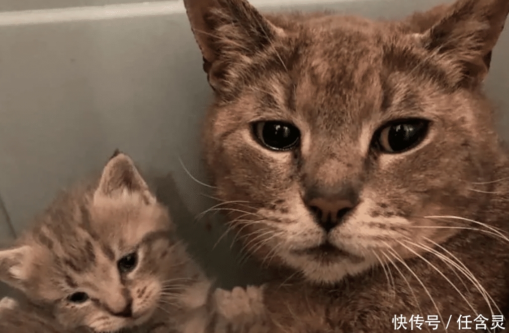 好心人在野外拯救了猫咪母子,被救助后,猫妈妈抱着孩子流出泪水