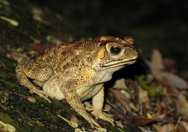 它浑身是宝,农村常见,却因长得太丑被农村人嫌