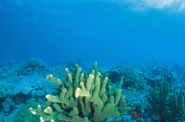 鲜海参带内脏冷冻能吃吗?怎么处理_360问答