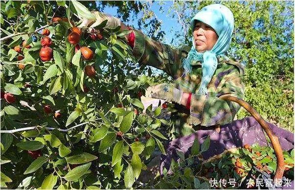 红枣矮化密植栽培技术