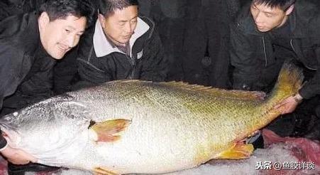 魚缸怎樣造景(魚缸怎樣造景才好看)