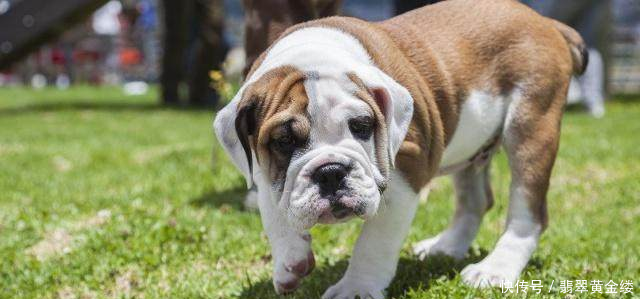 世界上什么狗最笨世界十大最笨的狗排名!