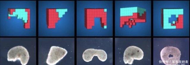 活体可编程机器人