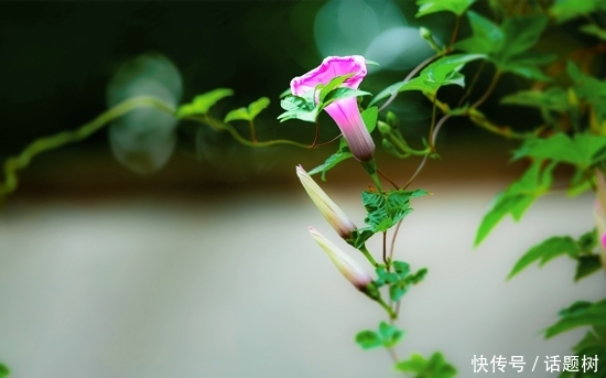 绿色植物高清护眼牵牛花电脑壁纸意境图片分享