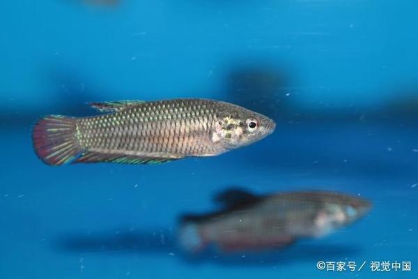 大型亞克力魚缸哪家好（大型亞克力魚缸哪家好用） 其他品牌魚缸