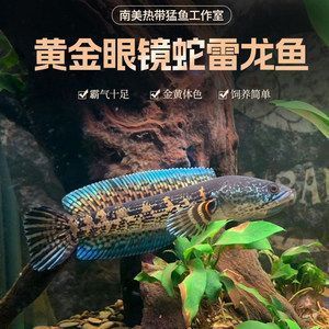 臨泉縣木森魚缸經(jīng)營部（臨泉縣木森魚缸經(jīng)營部地址）