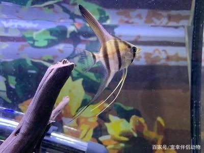 魚缸安裝師傅在哪個(gè)平臺接單 水族問答