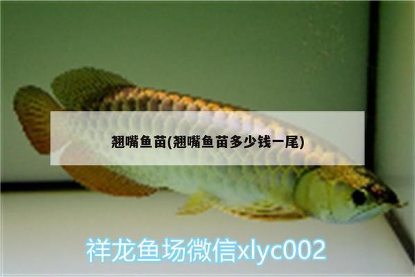 魚缸清理底沙的工具魚（魚缸清理底沙的工具魚會死嗎）