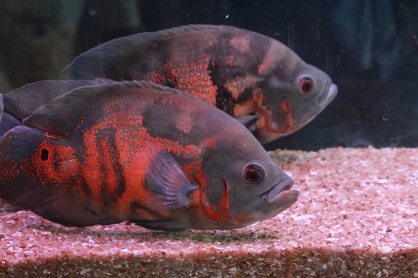 魟魚干（魟魚干的圖片） 祥龍水族醫(yī)院