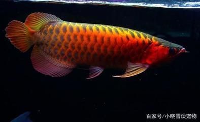 紅龍魚吃什么蝦最好養(yǎng)活呢（紅龍魚吃什么蝦最好養(yǎng)活呢視頻）