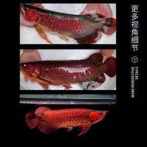 黑裙魚(yú)雌雄怎么辨別：黑裙魚(yú)壽命多長(zhǎng) 觀賞魚(yú)