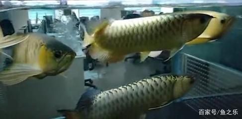 紅龍魚飼料哪個(gè)牌子好用又便宜 水族問答