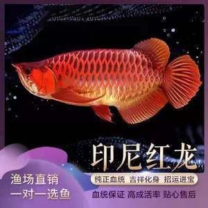 江阴市澄南渔恋水族馆（江阴市澄南渔恋水族馆电话）