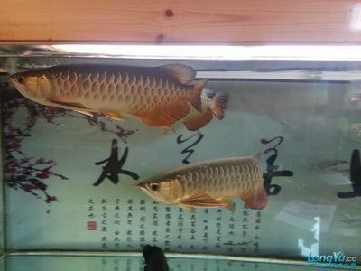 龍魚區(qū)分雌性雄性魚（龍魚區(qū)分雌性雄性魚嗎）