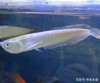 龍魚(yú)吃飼料嗎?（星點(diǎn)龍魚(yú)吃飼料嗎）