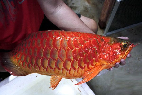 怎么能讓魚缸水變清（怎么能讓魚缸水變清澈）