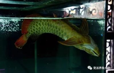 哈爾濱市南崗區(qū)七色海魚趣水族店（哈爾濱七彩魚群）