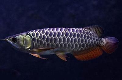 廣州市越秀區(qū)柏湟水族館（廣州市越秀區(qū)柏湟水族館地址） 全國水族館企業(yè)名錄