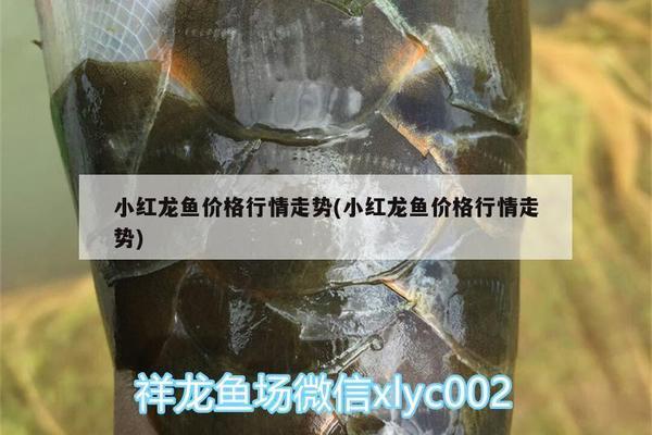 清洗魚缸能用84消毒液嗎視頻（清洗魚缸能用84消毒液嗎視頻講解）