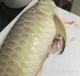 昆明哪里買魚缸比較好的店（昆明哪里買魚缸比較好的店鋪）