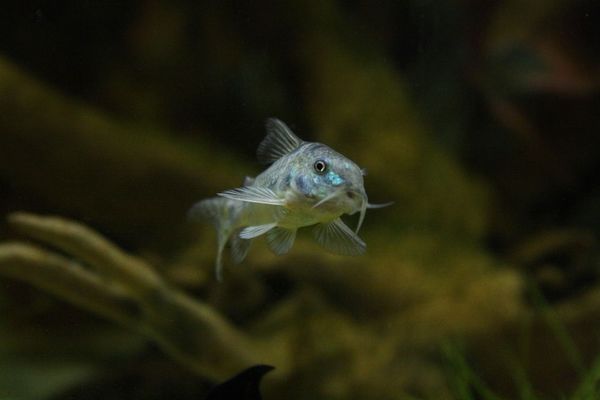 彩虹雷龍魚(yú)飼養(yǎng)方法圖解(彩虹雷龍魚(yú)多大繁殖)