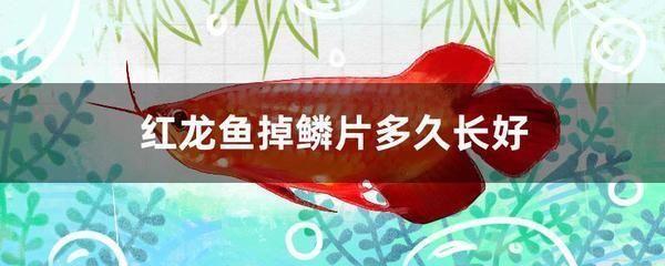 王子魚：王子魚圖片