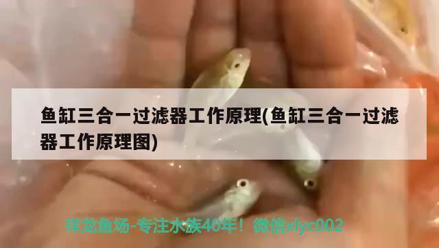 泗水哪里有賣魚(yú)缸的地方啊（泗水哪里有賣魚(yú)缸的地方啊電話）