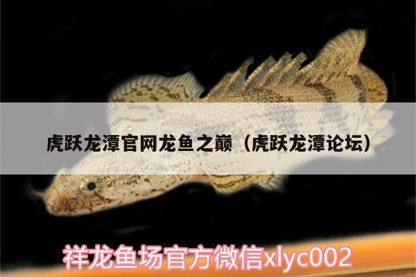 龍魚之巔論壇怎么沒有了：關(guān)于龍魚之巔論壇的詳細(xì)信息 龍魚百科 第3張