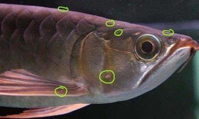 中國(guó)十大高端魚缸品牌排行榜及價(jià)格：中國(guó)品牌魚缸排行榜前十名