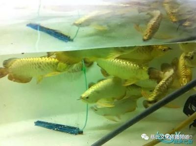 專業(yè)粘魚缸教程視頻 水族問答